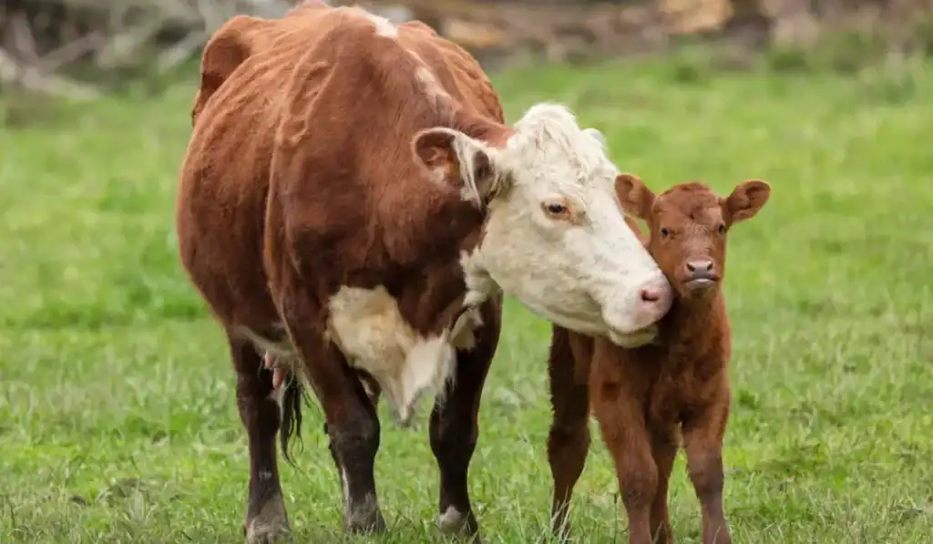momma cow and calf