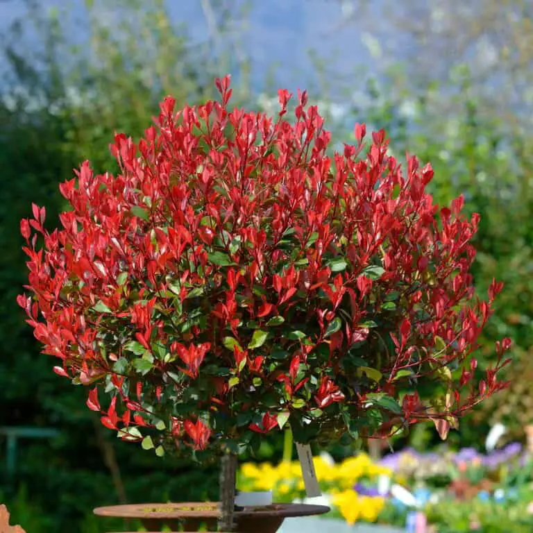 photinia red robin topiary tree red foliage