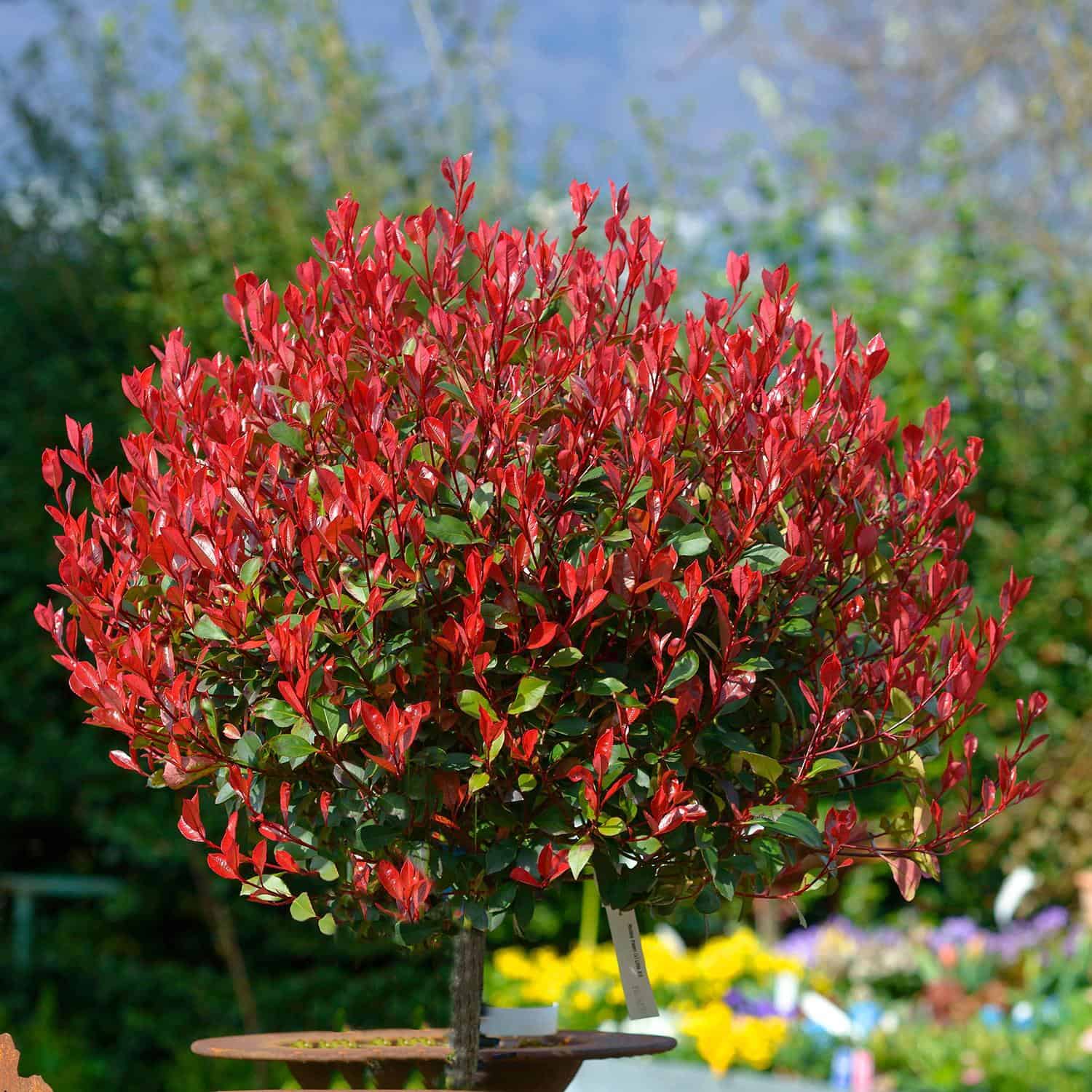 photinia red robin topiary tree red foliage
