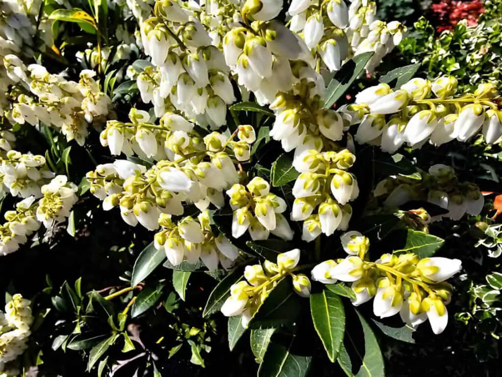pieris lavender heather