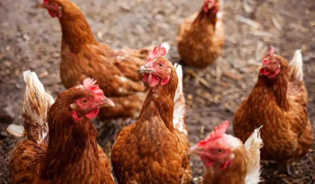 red chickens roaming