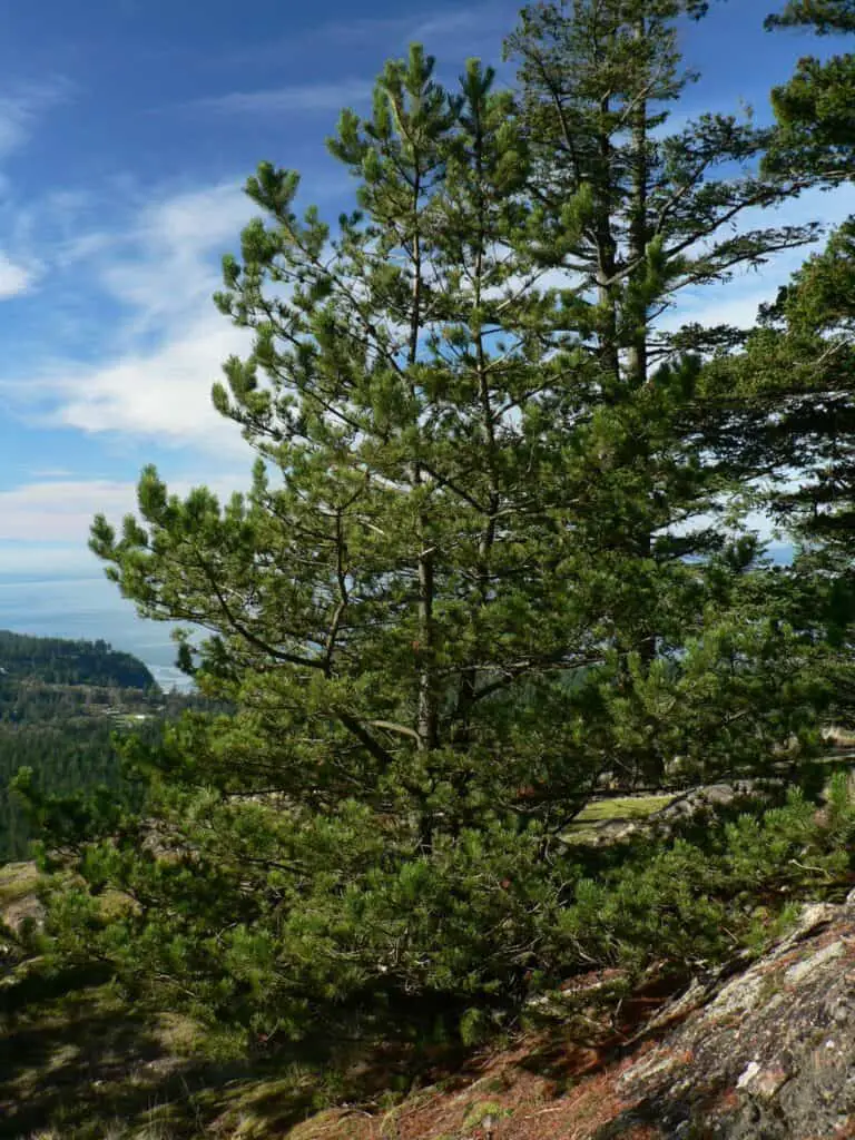 shore pine