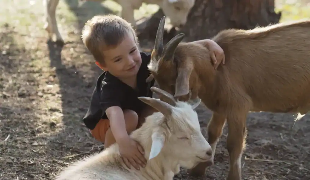 toddler kids with goats