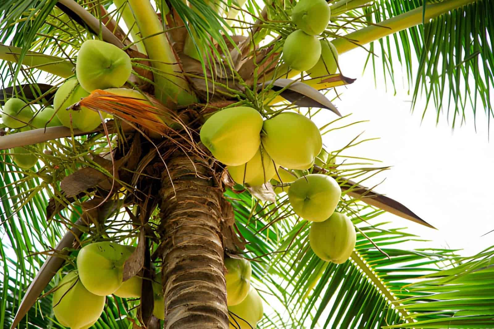 tropical fruit coconut tree with green leaves and fruit coconut-tree