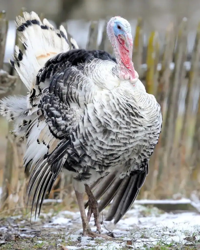 turkey snow beautiful