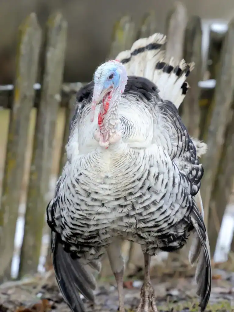 turkey snow standing colorful-fer