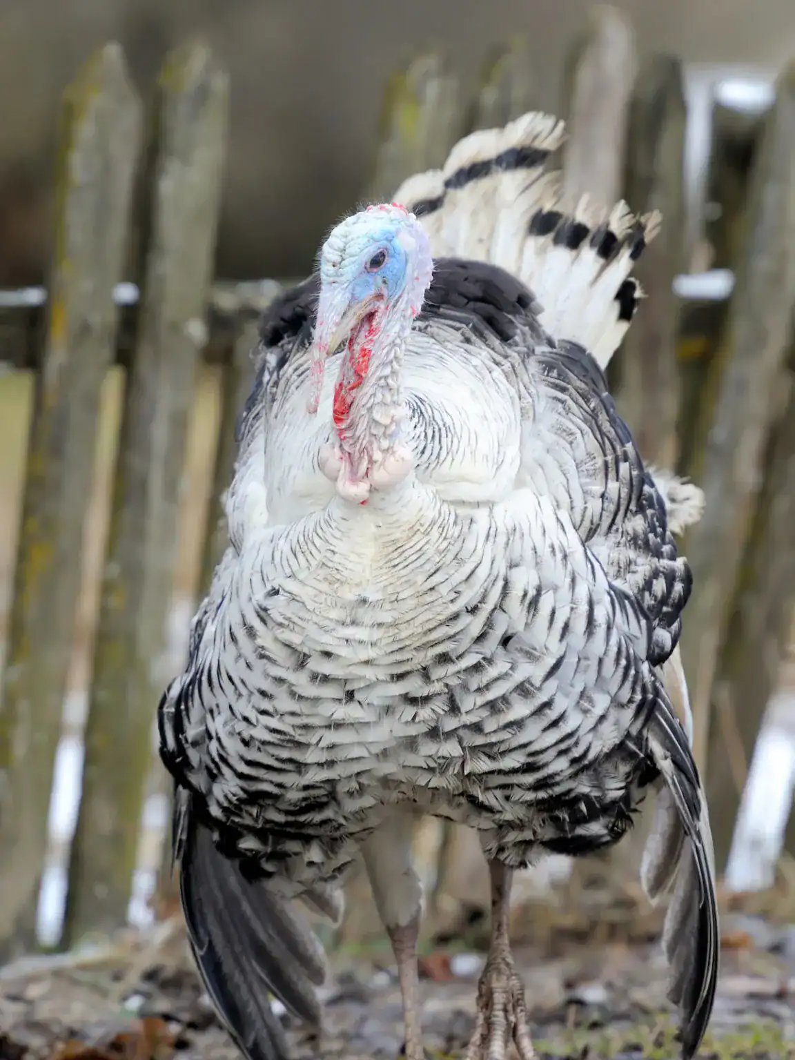 turkey snow standing colorful-fer