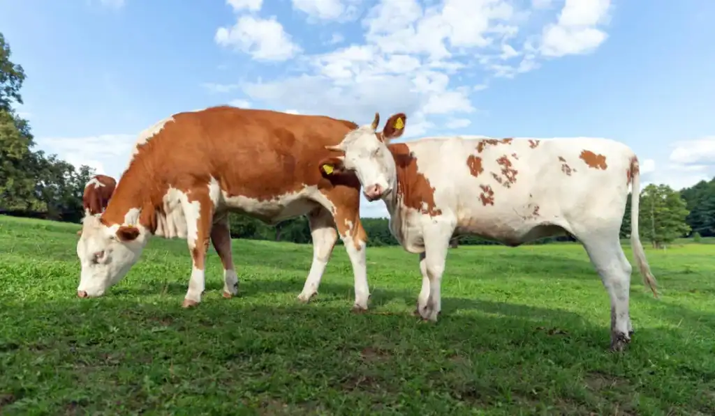 two happy cow on hill