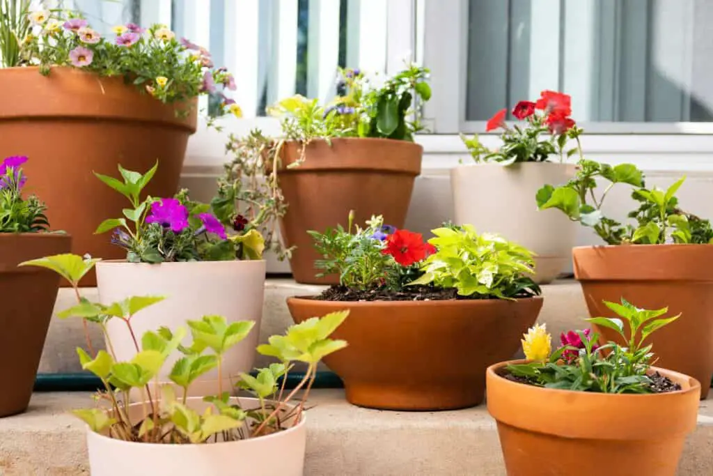 Pot Containers in Garden