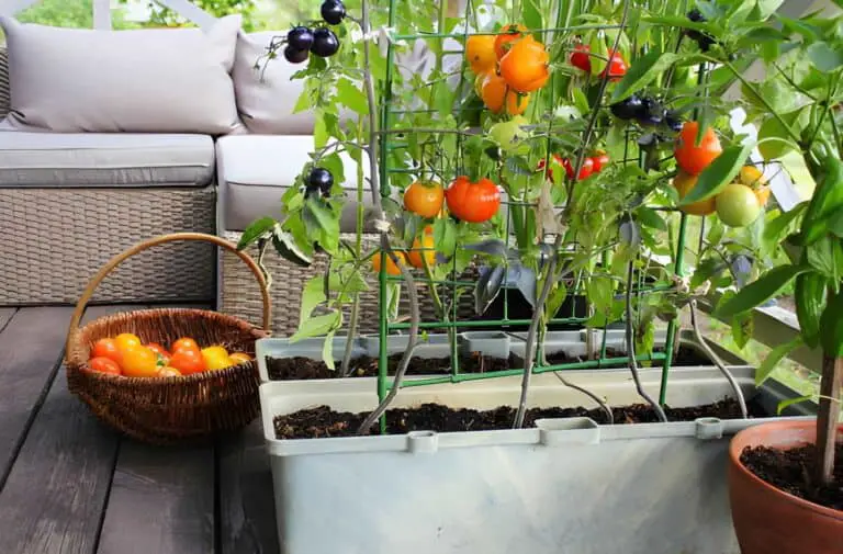 container vegetables gardening