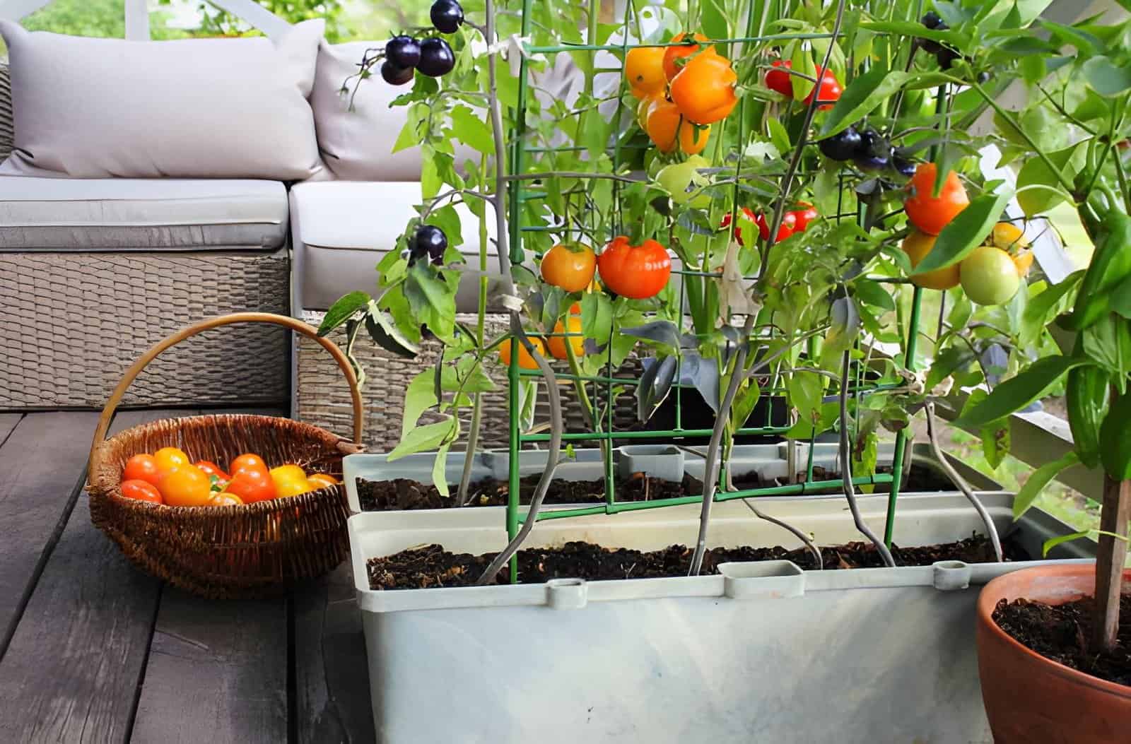 container vegetables gardening
