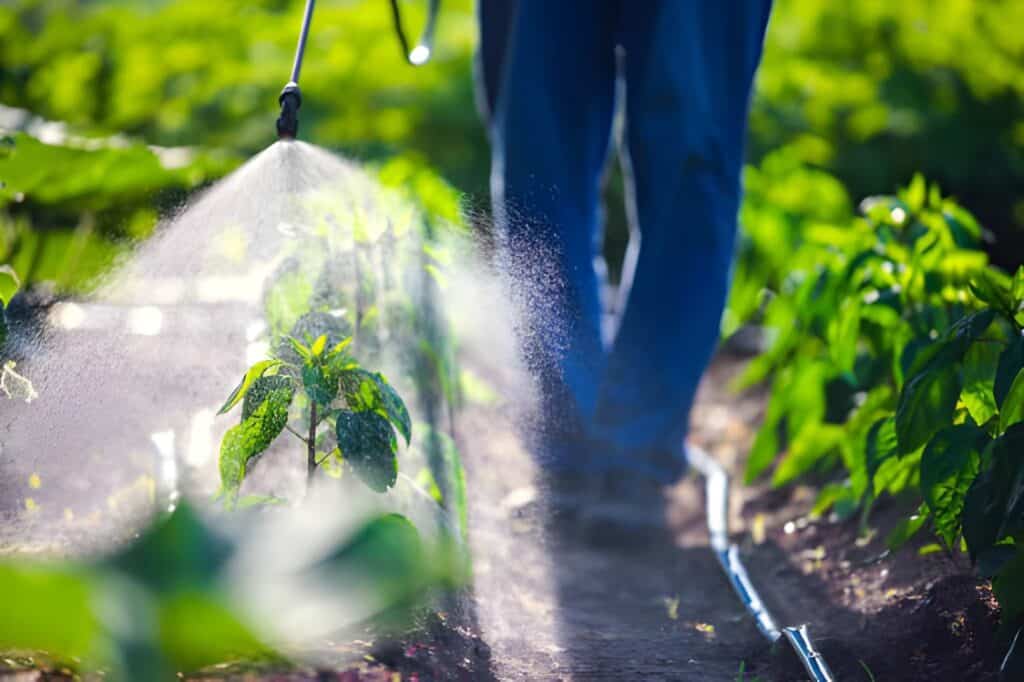 farmer spraying herbicides pesticides-on-vegetable green plants