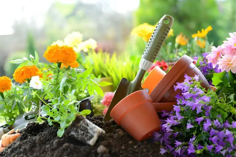 flowers in the container garden