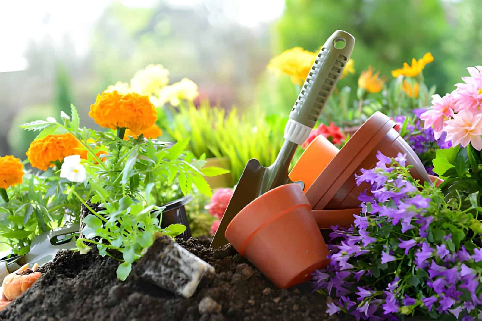 flowers in the container garden