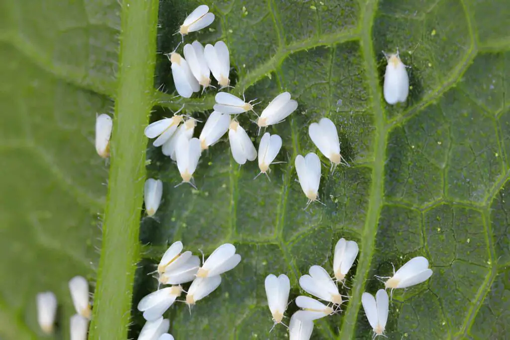 glasshouse whitefly underside of the leaf