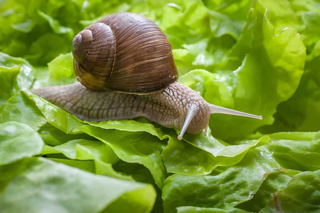 helix pomatia burgundy snail