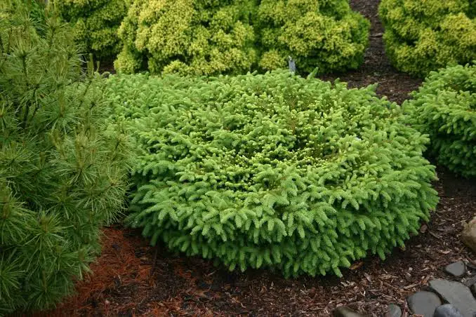 Greenery Nest Spruce Picea abies ‘Nidiformis