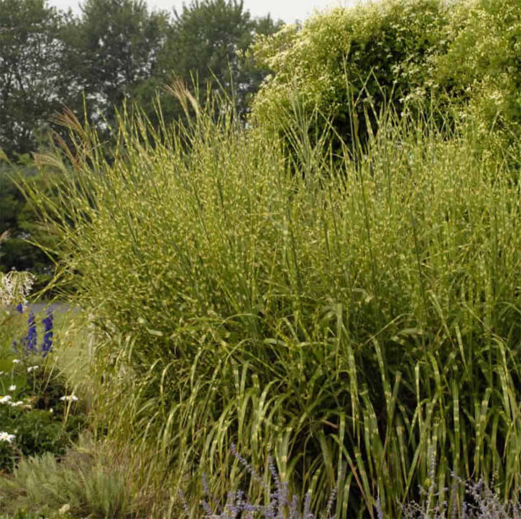 Porcupine Maiden Grass