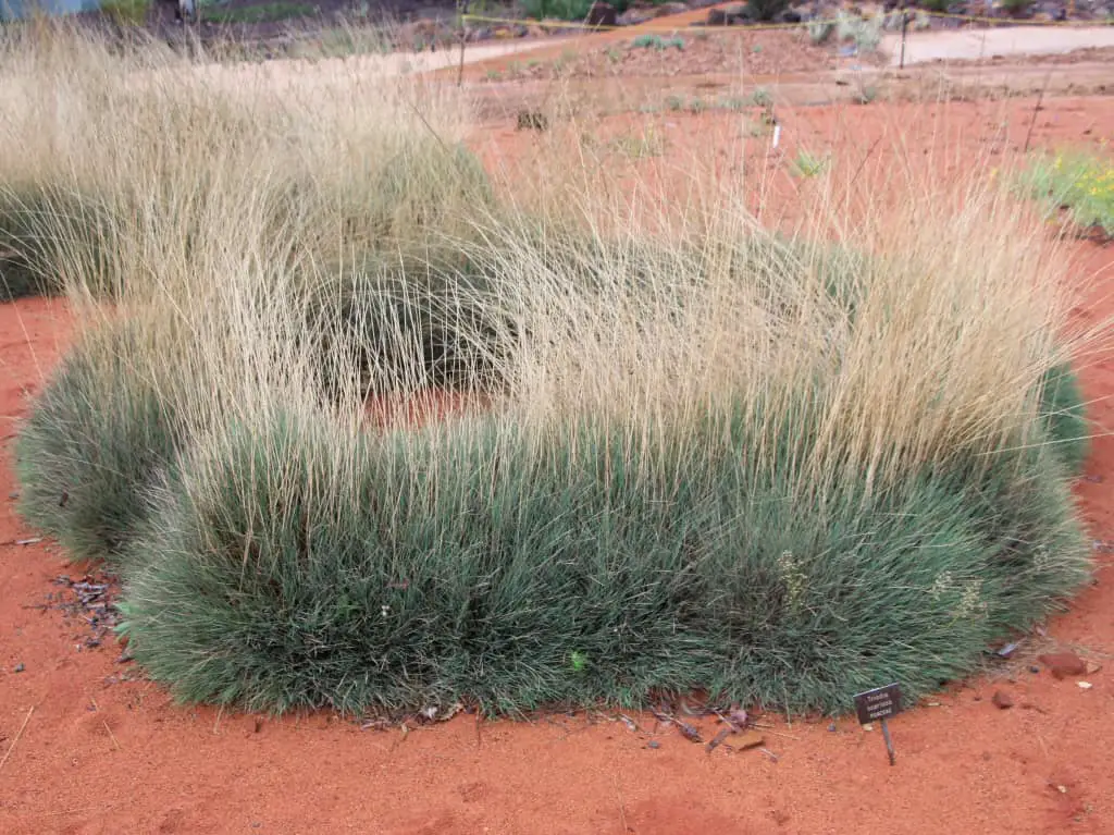 triodia scariosa porcupine grass