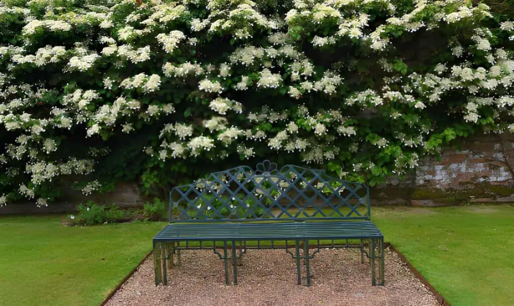 white flowering climbing hydrangea