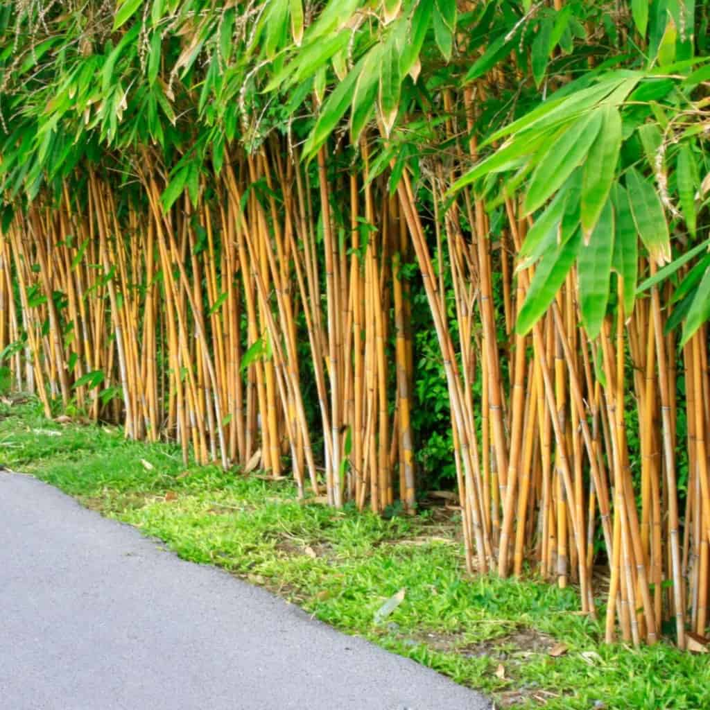 Golden Bamboo As Gate Plant