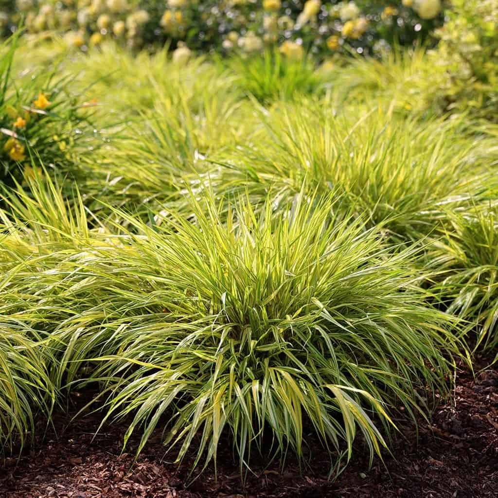 Golden Japanese Forest Grass