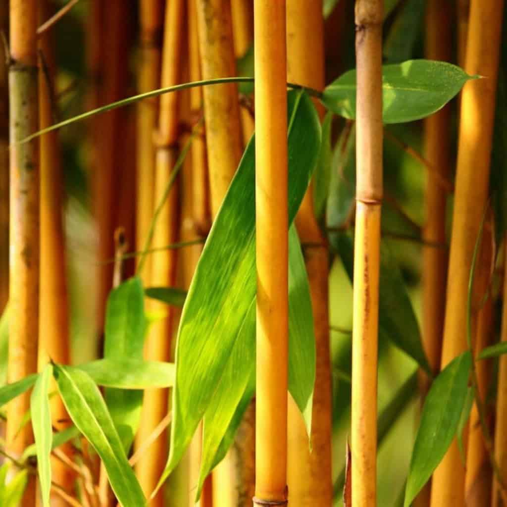 Golden Bamboo Phyllostachysaurea