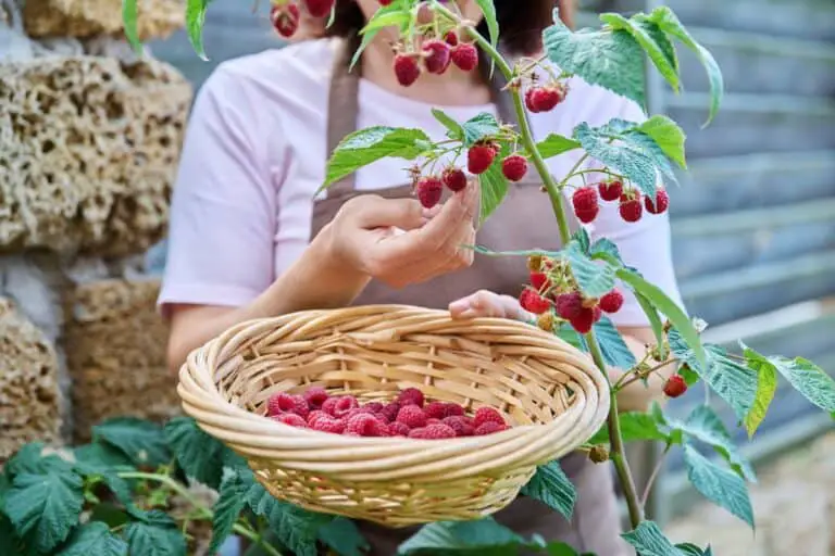 Growing Raspberries in Containers: My Complete Guide to a Sweet, Abundant Harvest