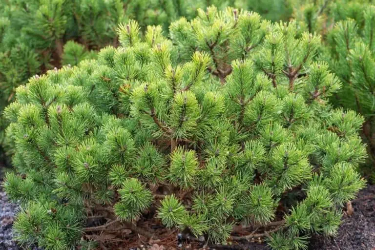 Mops Mugo Pine