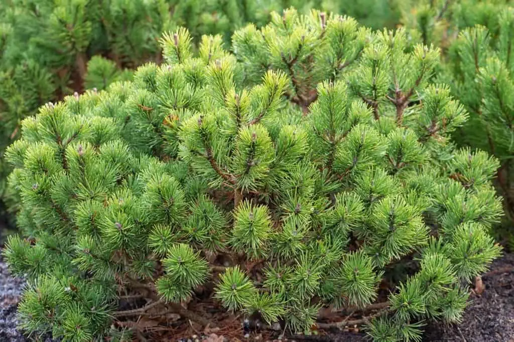 Mops Mugo Pine