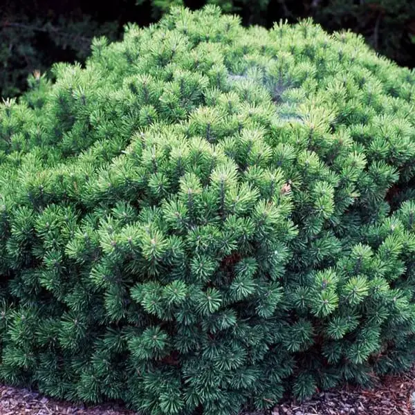 Mops Mugo Pine Garden