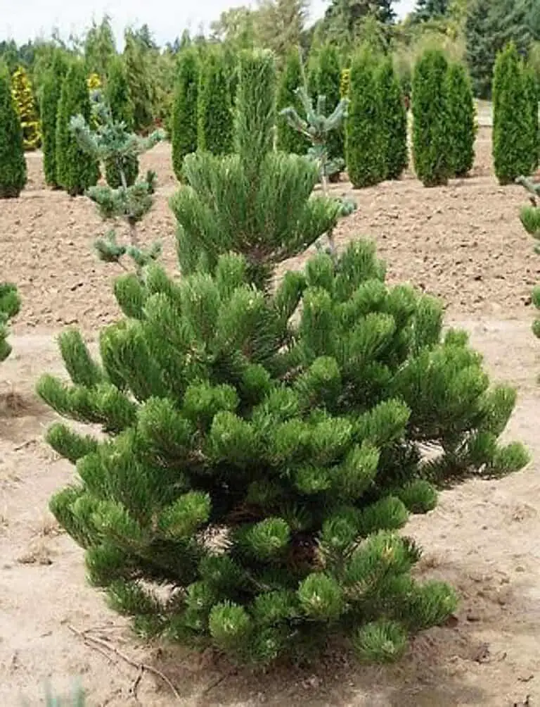 Oregon Green Austrian Pine