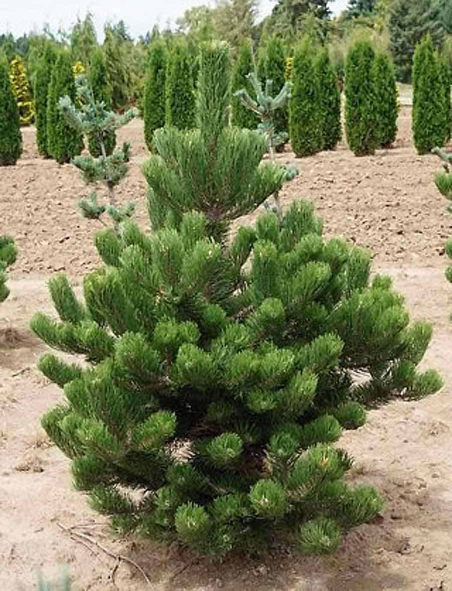 Oregon Green Austrian Pine