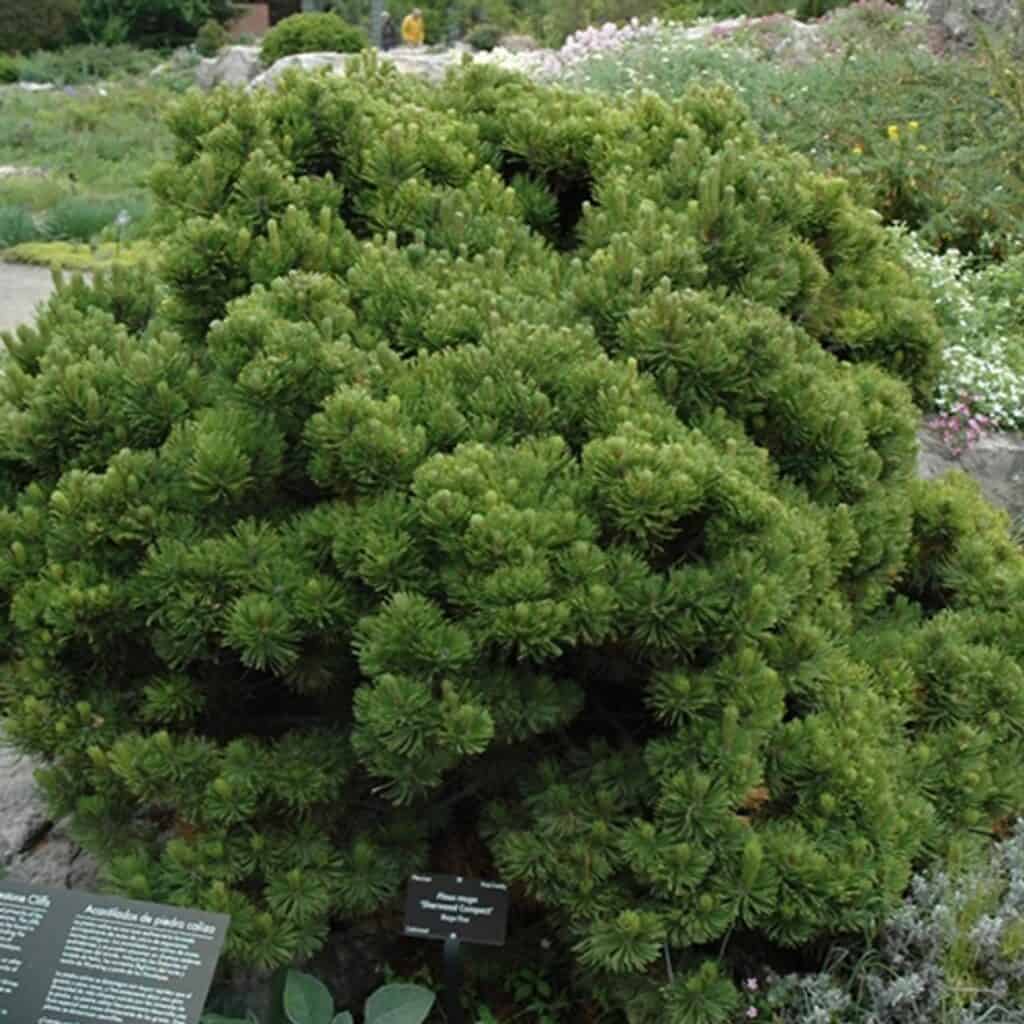 Pinus-mugo-Sherwood-compact