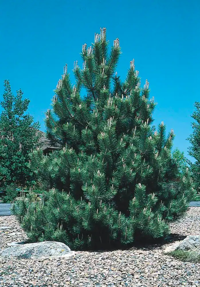 Quart Austrian Black Pine Tree