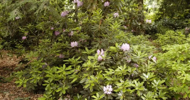 Rhododendron maximum