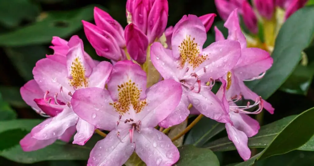 Rhododendron maximum in garden