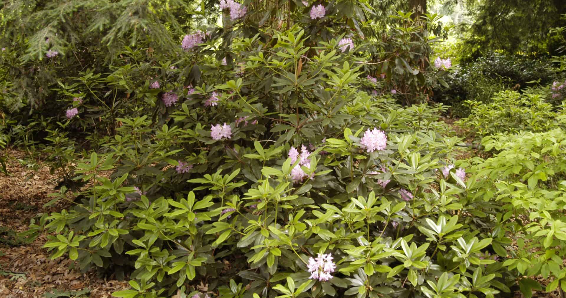 Rhododendron maximum