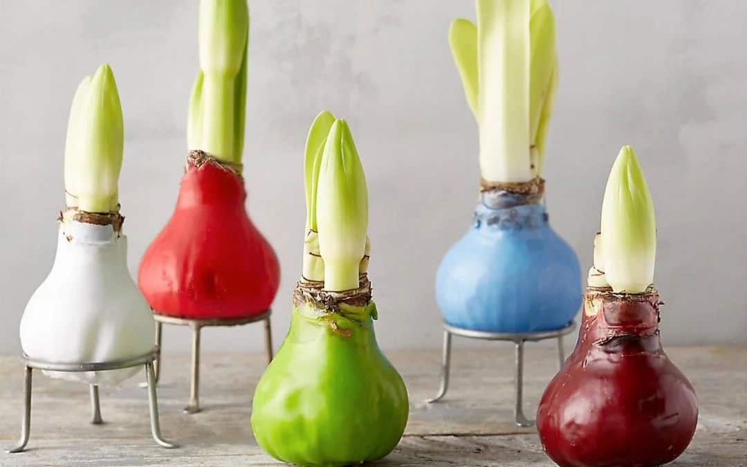 festive waxed amaryllis bulbs