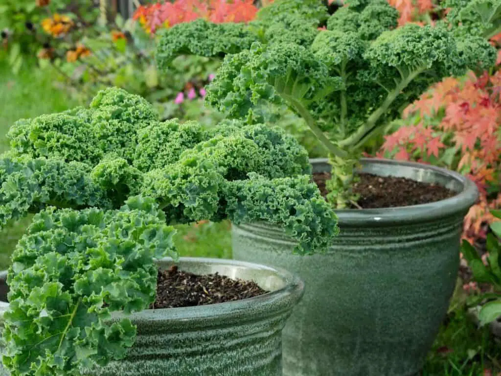 Brassica oleracea 'Dwarf Green Curled'. Curly kale plants growing in pots in a back garden vegetable plot. UK