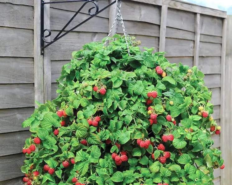 planting raspberries containers