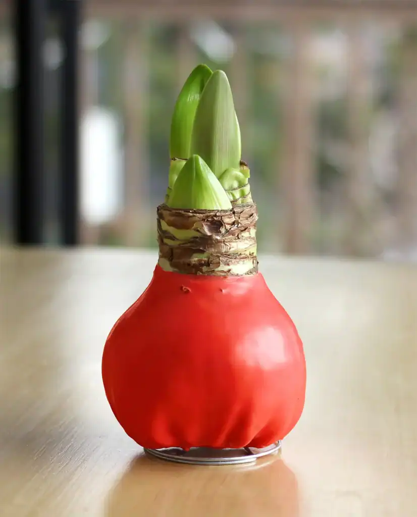 red waxed amaryllis-bulb-with-red-and white striped flower