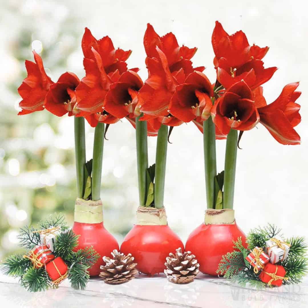 red waxed amaryllis flower bulb