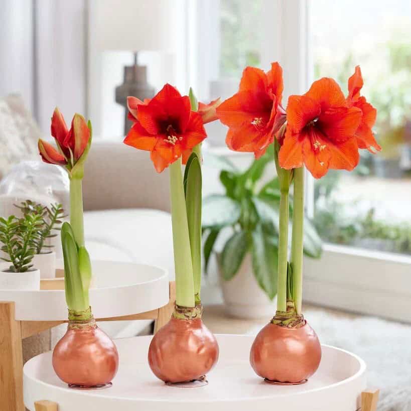 wax amaryllis